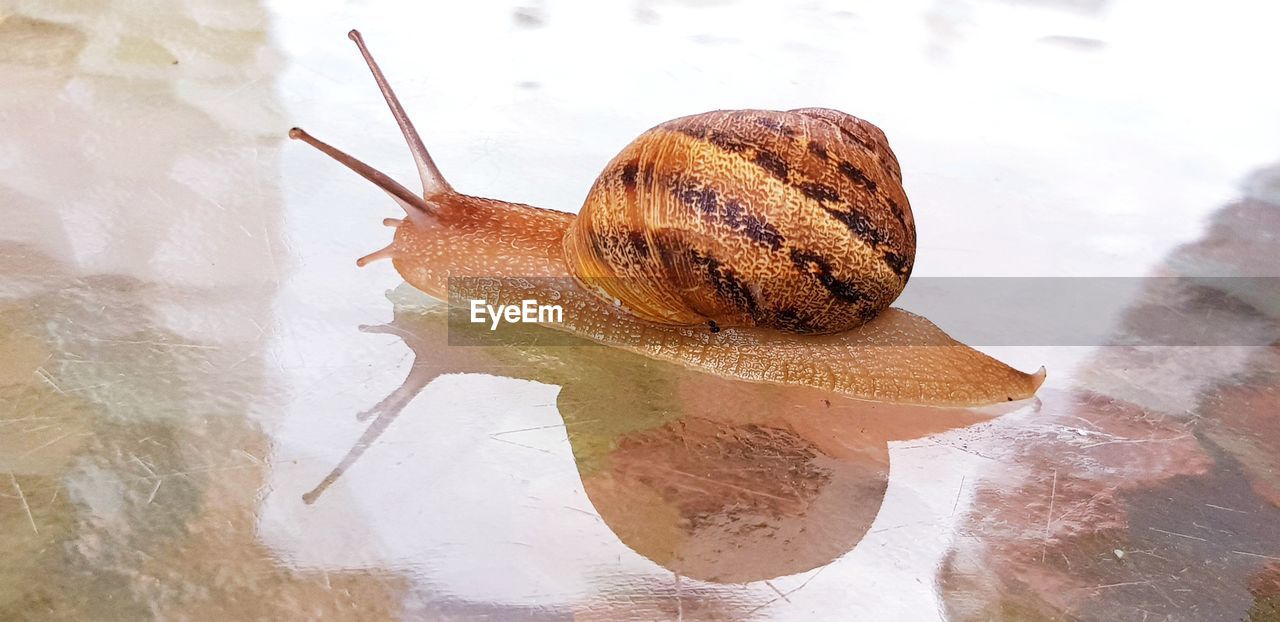 HIGH ANGLE VIEW OF SNAIL