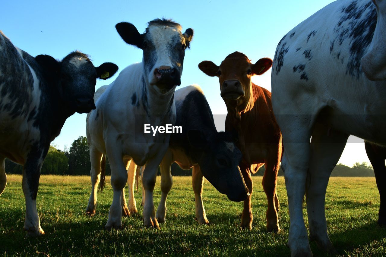 Cows standing in a field