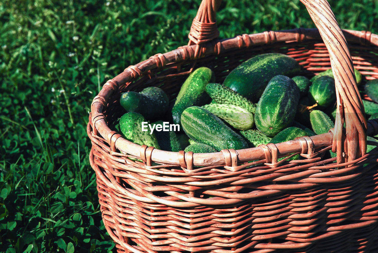 Harvested cucumbers in a wicker basket on green grass 