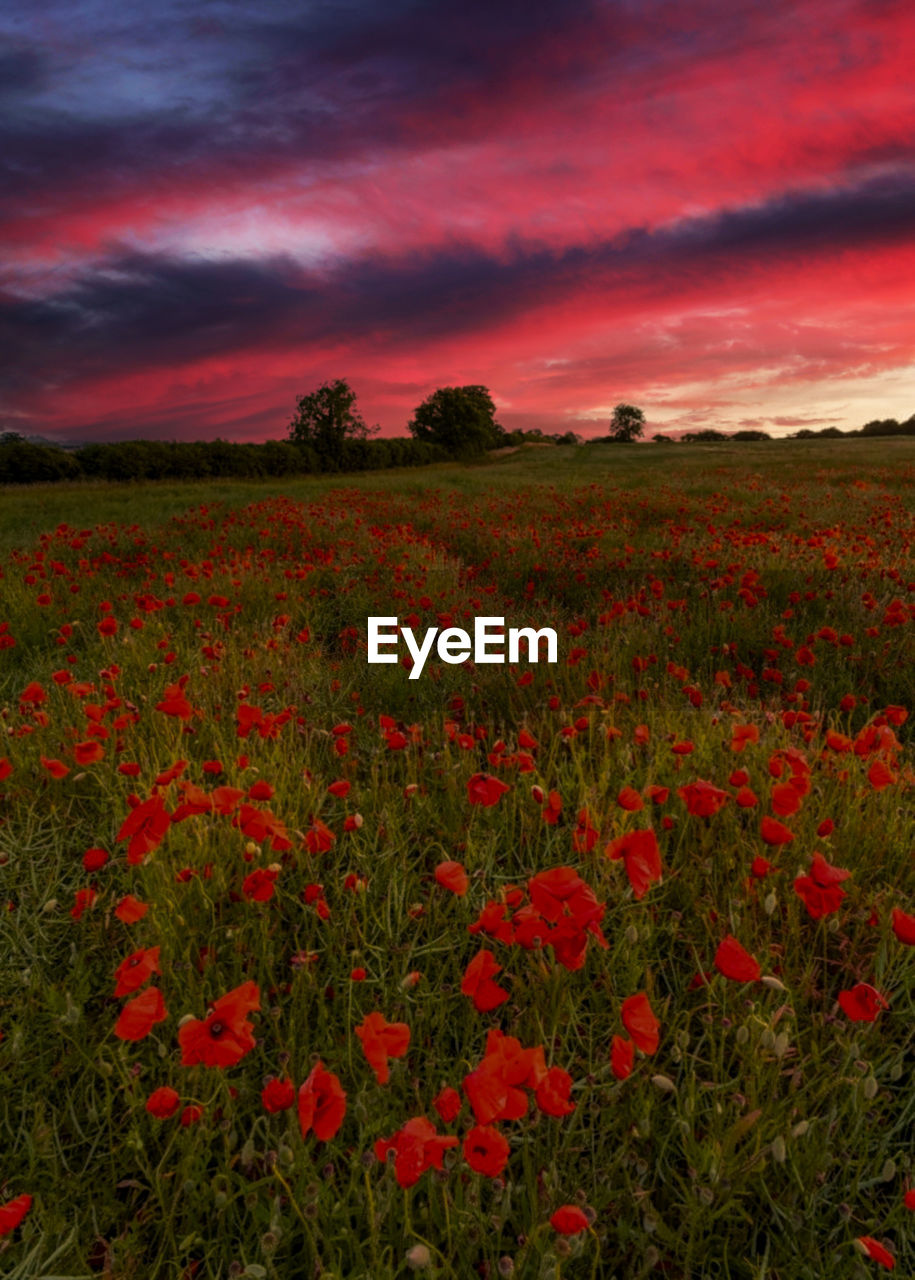 SCENIC VIEW OF RED POPPIES ON FIELD AGAINST SKY