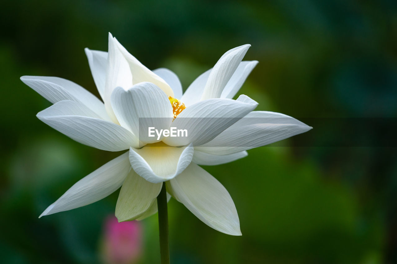 Close-up of white flowering plant