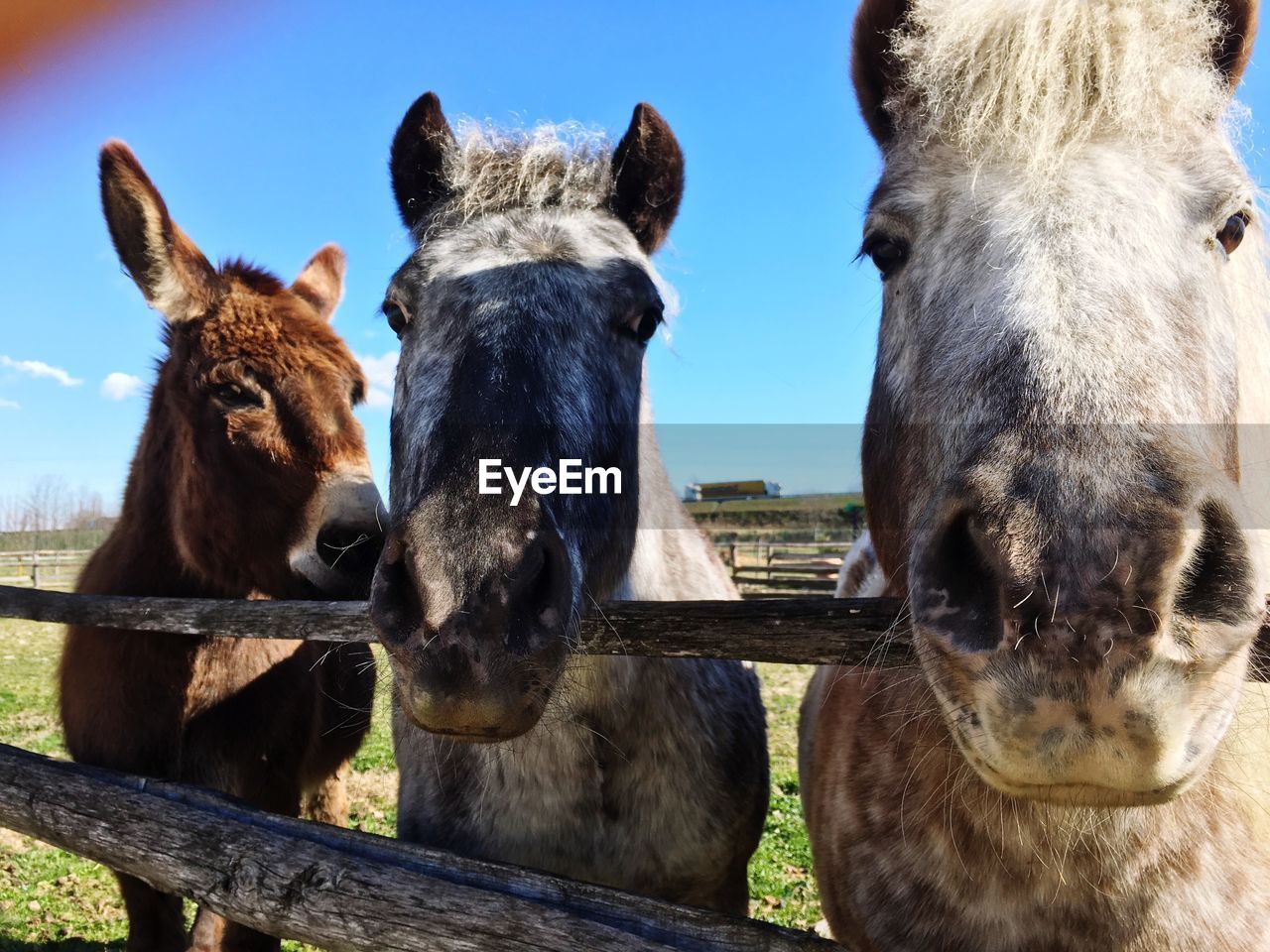 PORTRAIT OF ANIMALS IN PEN