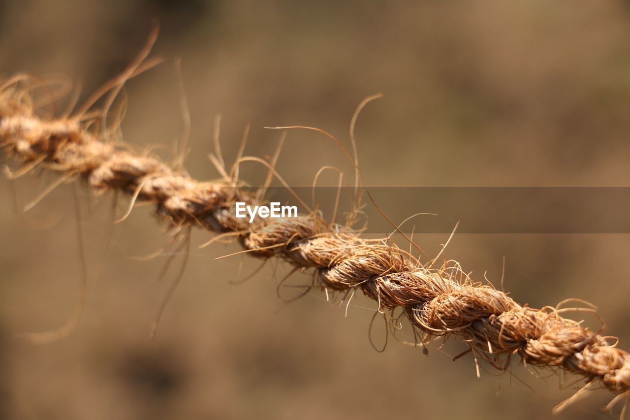 Close-up of weathered rope