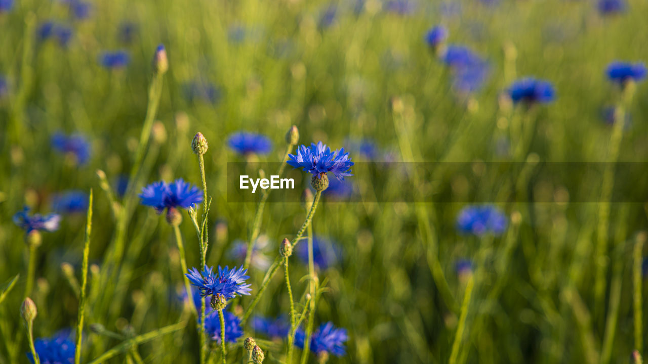 close-up of purple crocus blooming on field