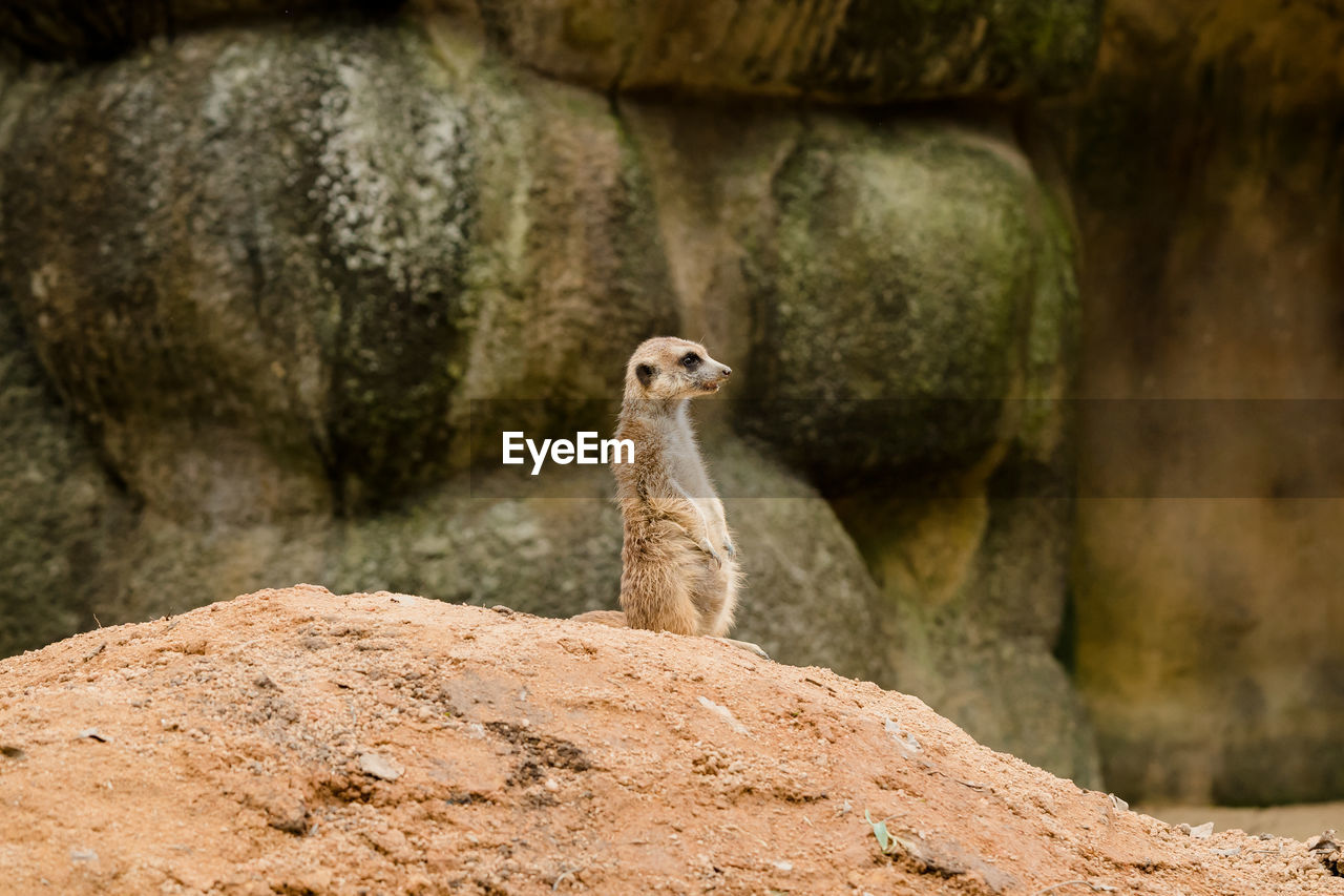 Meerkat looking away while rearing on rock