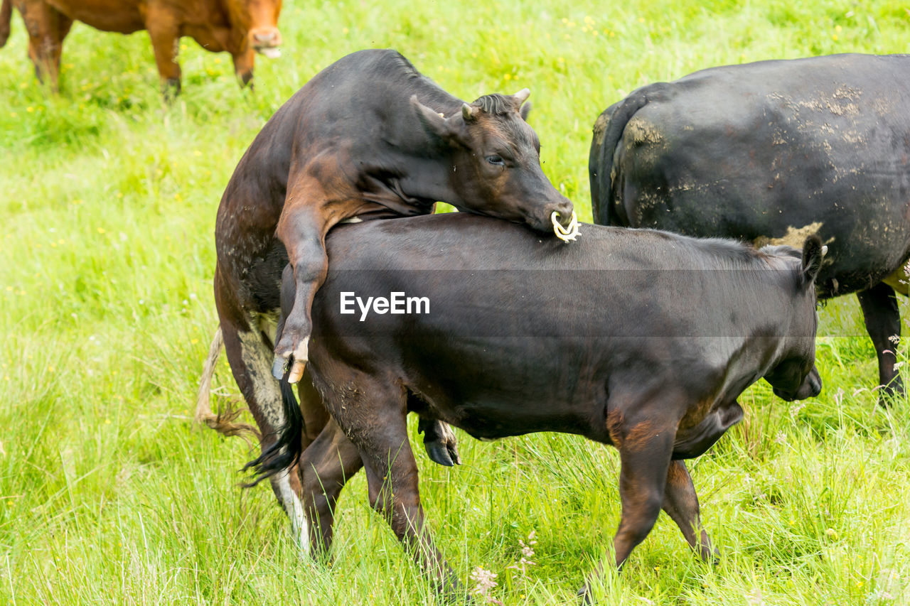 Cows in a field