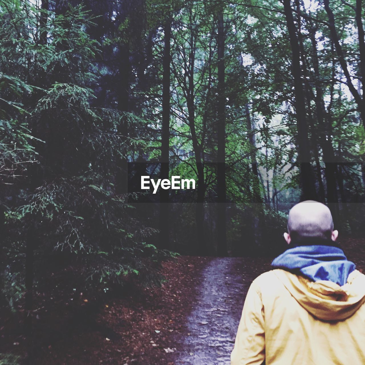 PEOPLE STANDING ON TREE TRUNK IN FOREST