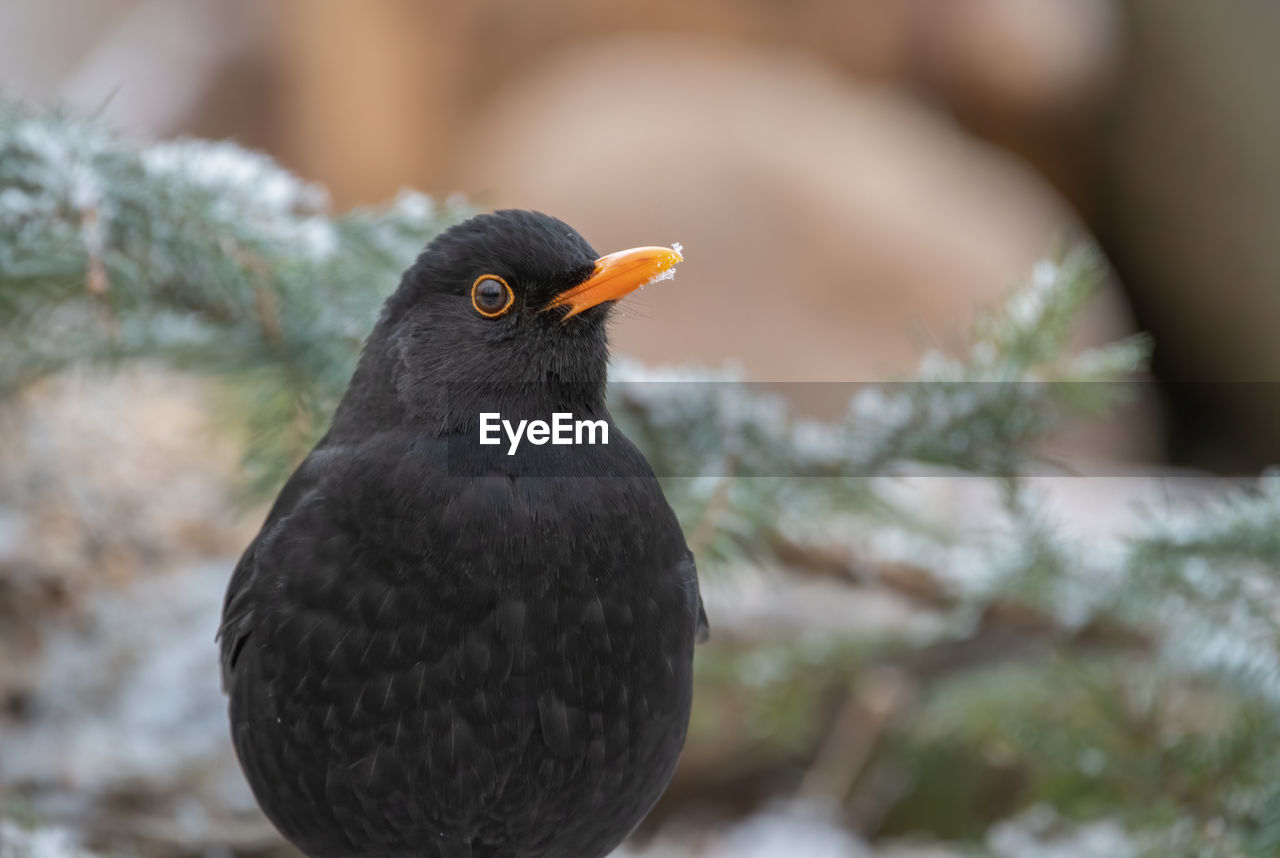 close-up of bird perching