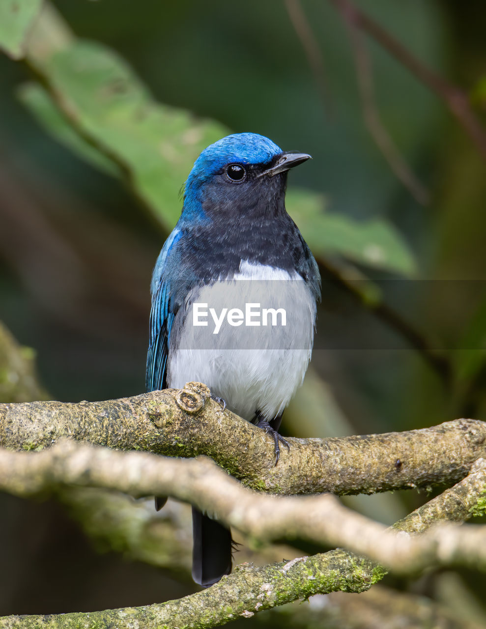 CLOSE-UP OF A BIRD PERCHING ON TREE