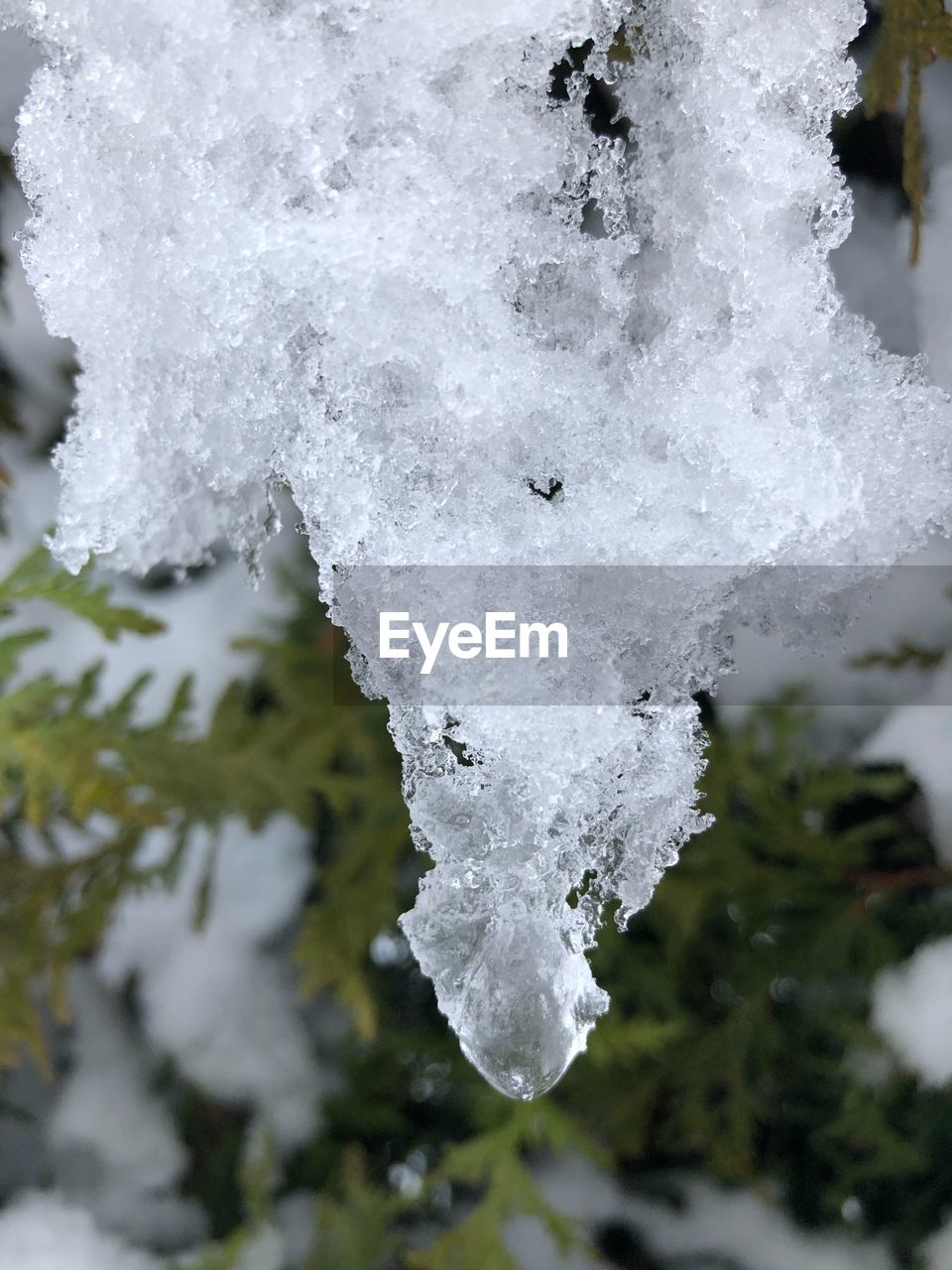 CLOSE-UP OF ICE CRYSTALS ON TREE