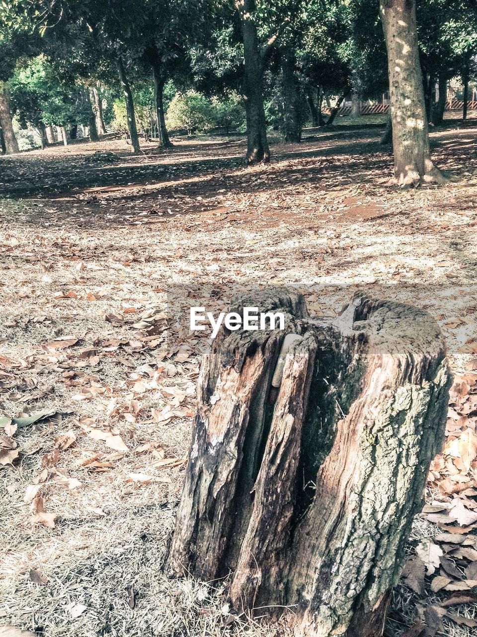 Tree stump on field