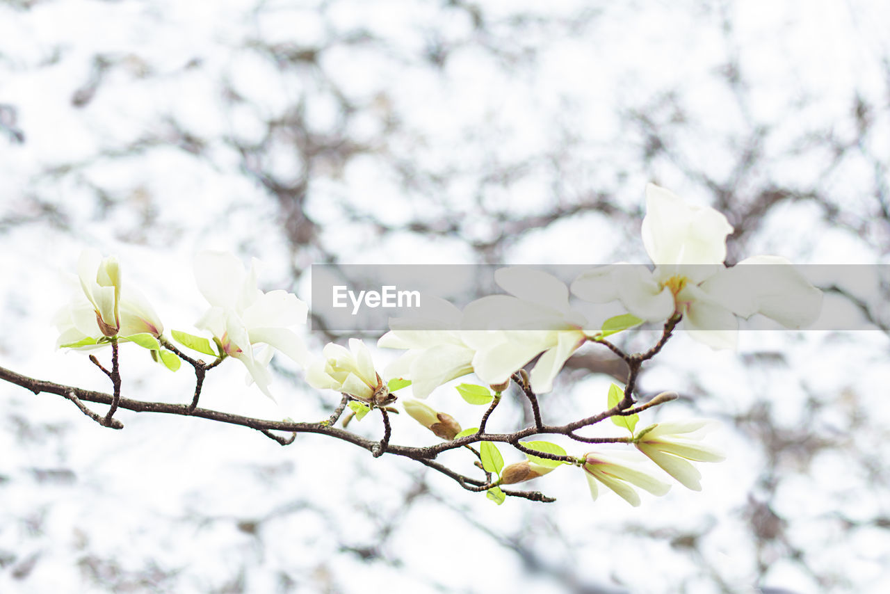 White magnolia flowers on a magnolia branch on a blurred background of branches.