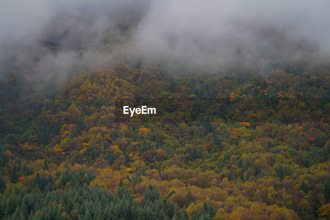 Scenic view of forest during foggy weather