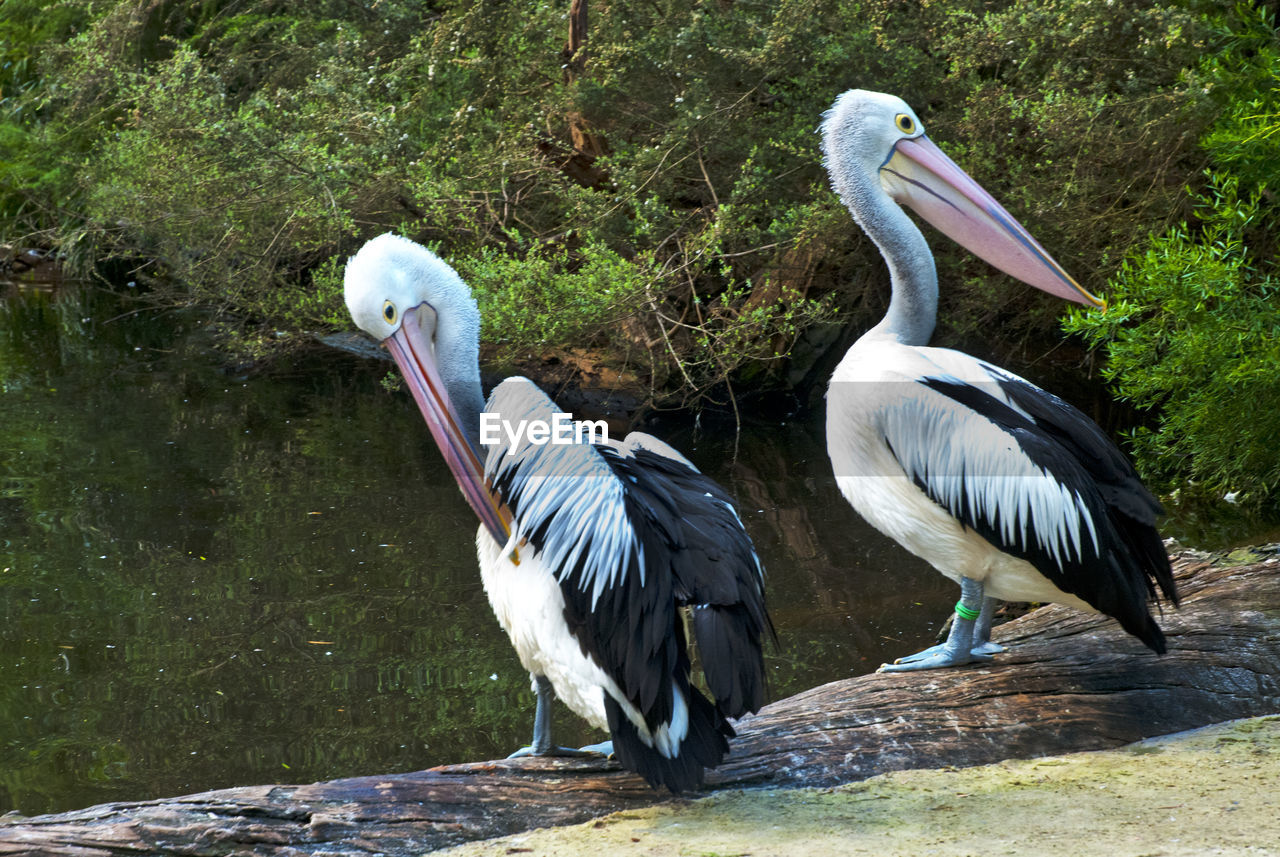 BIRDS PERCHING ON A LAKE