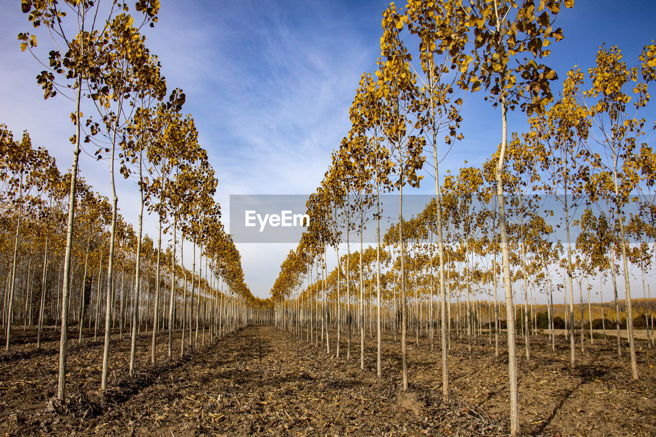 TREES ON FIELD AGAINST SKY