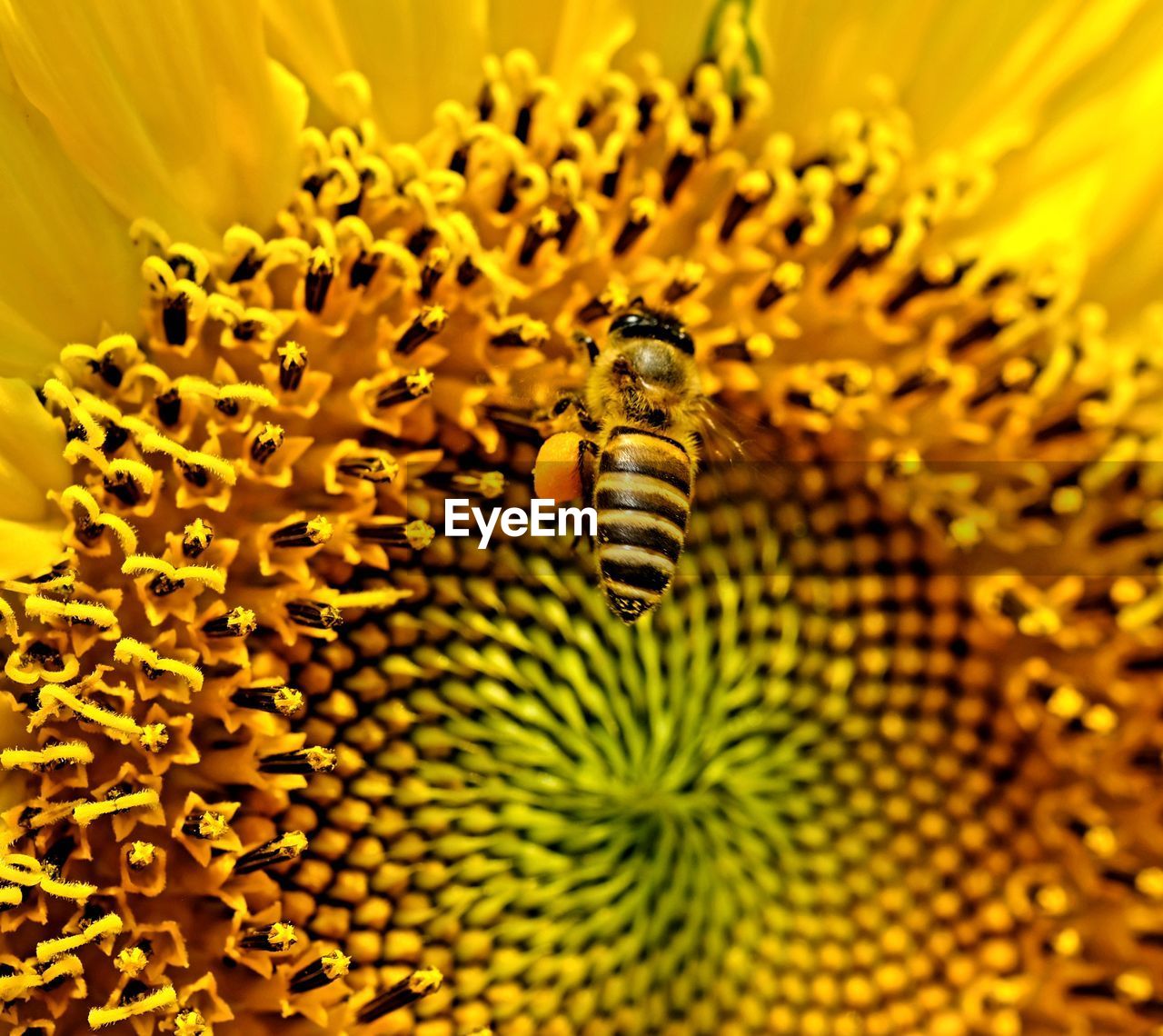 Bees flying for pollen