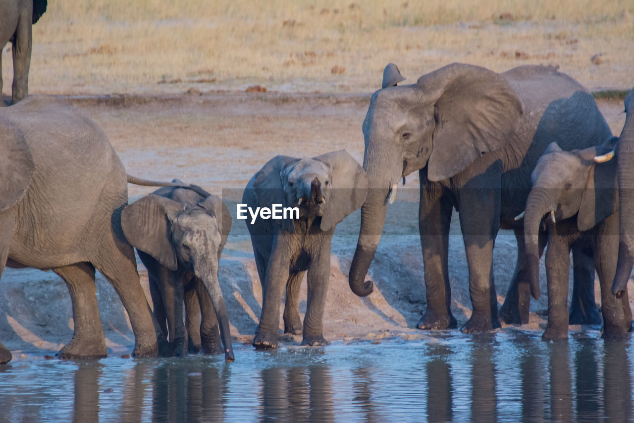 Elephants drinking water in lake