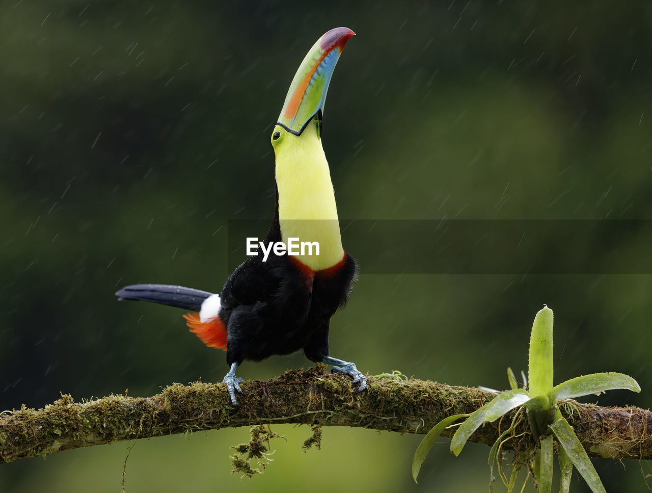 Close-up of bird perching on branch