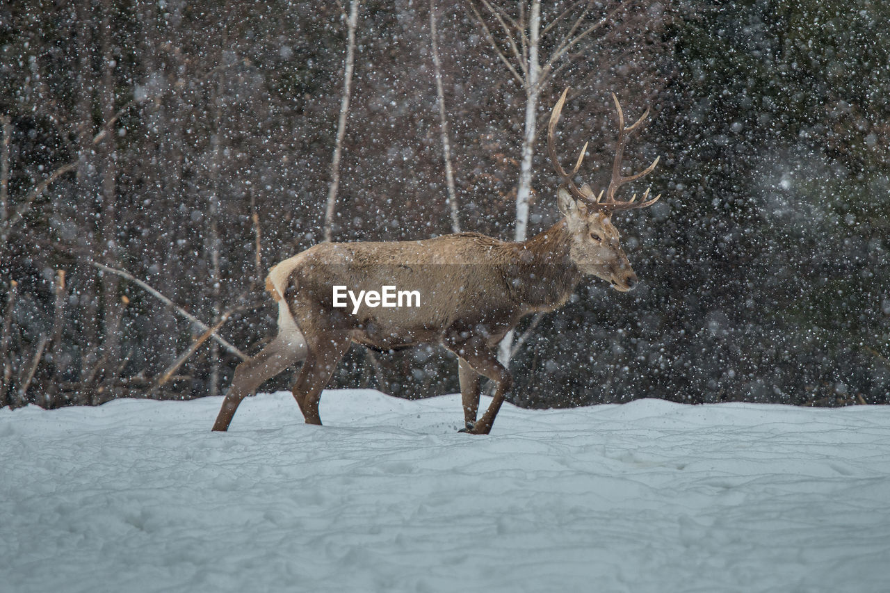 Stag walking on field during snow fall