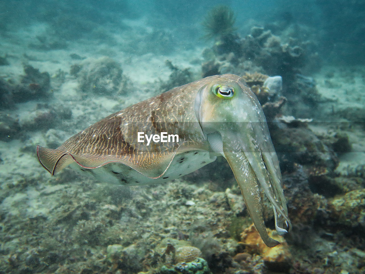 Close-up of elephant fish swimming in sea