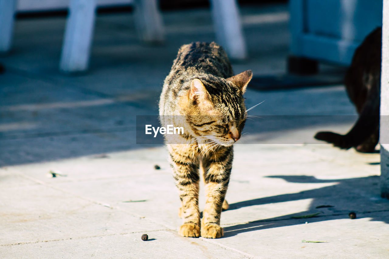 CAT LOOKING AWAY WHILE SITTING ON FOOTPATH BY SIDEWALK