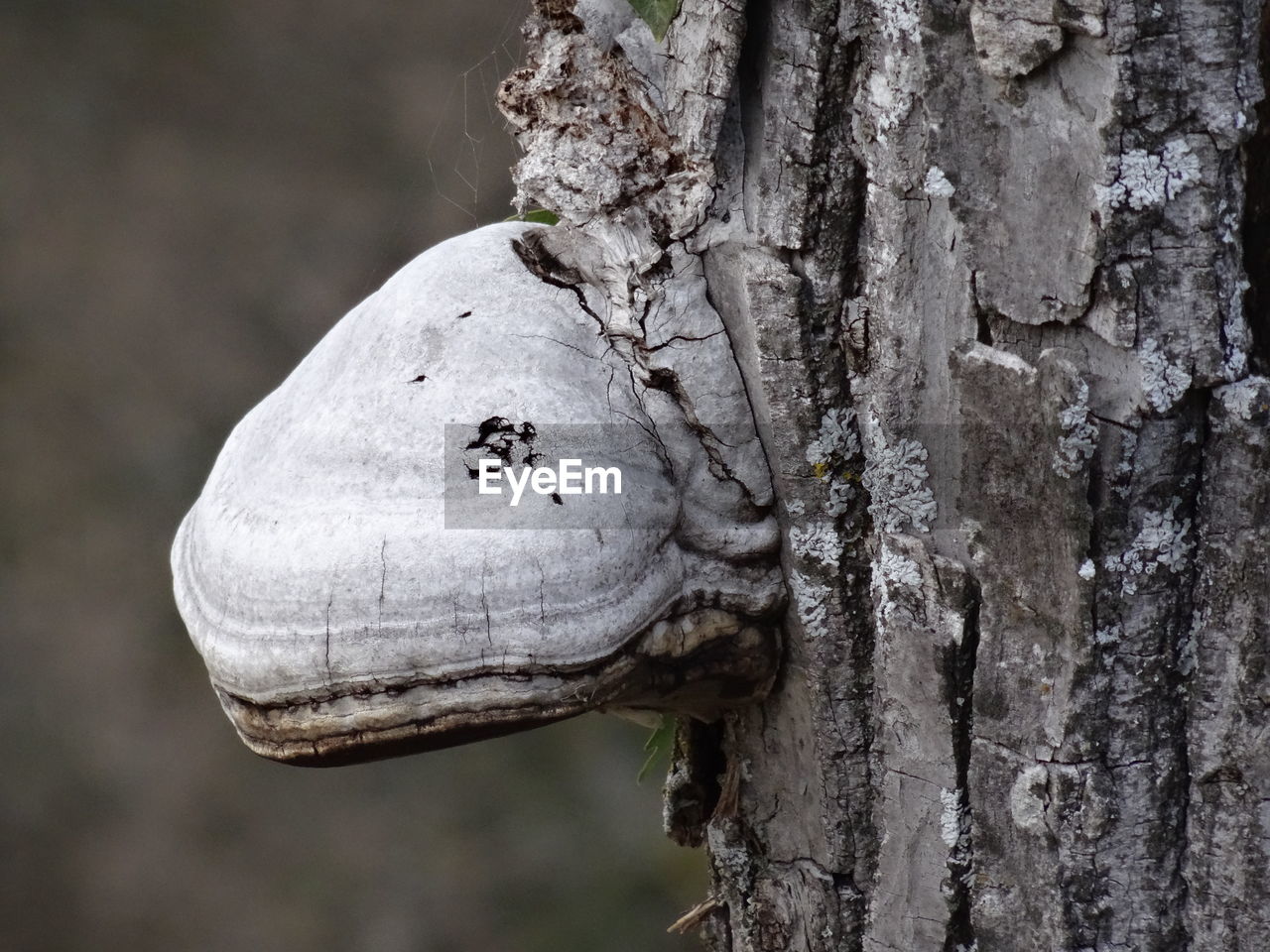 CLOSE-UP OF INSECT ON TREE