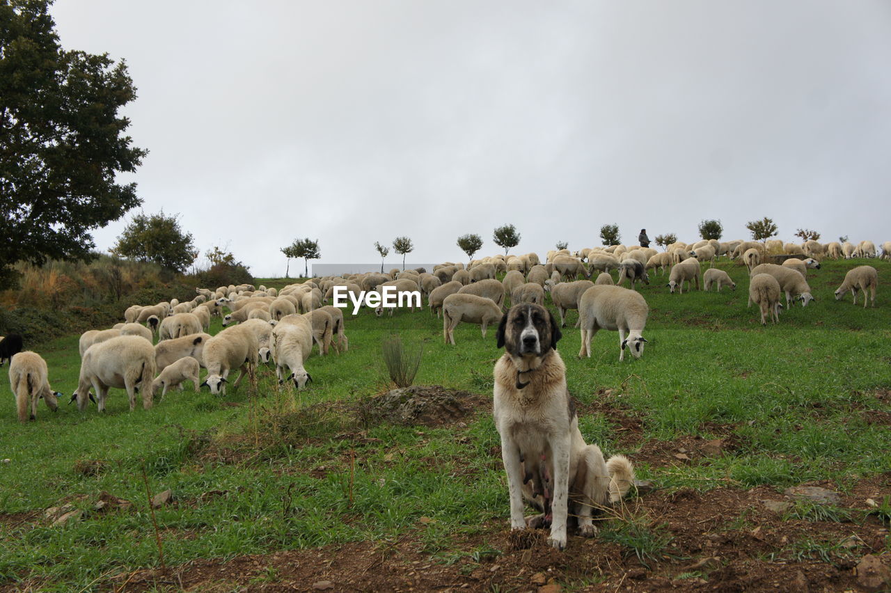 Sheep in a field