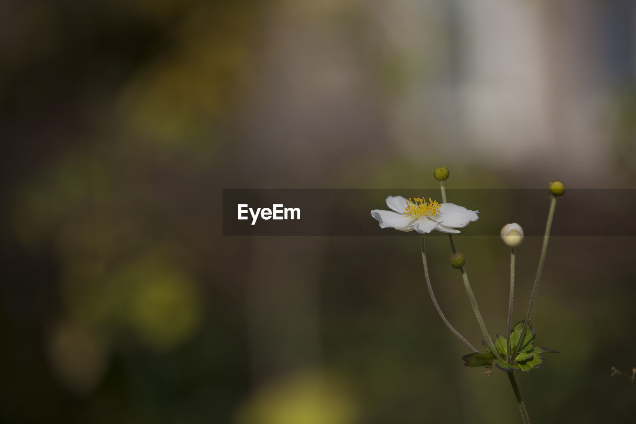 Close-up of tiny white flower