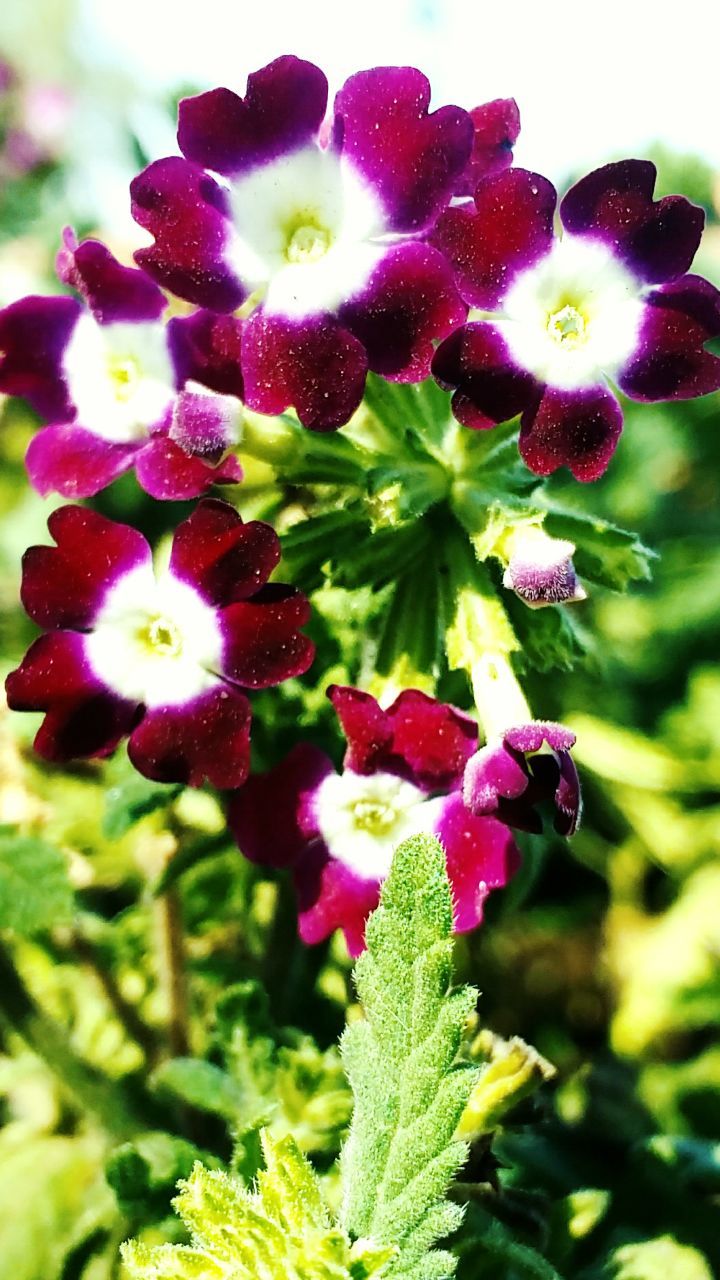 CLOSE-UP OF FLOWERS BLOOMING