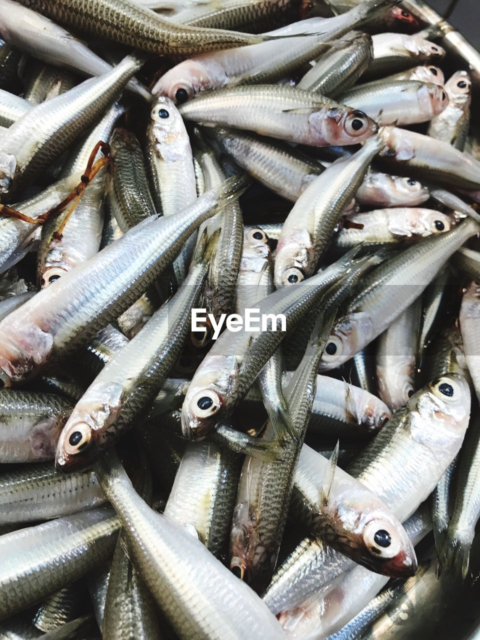 CLOSE-UP OF FISH FOR SALE AT MARKET STALL