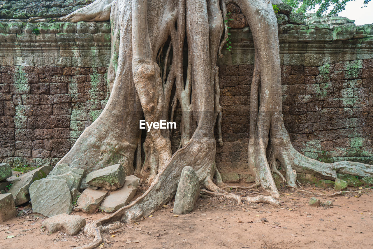 VIEW OF OLD TREE TRUNK IN PARK