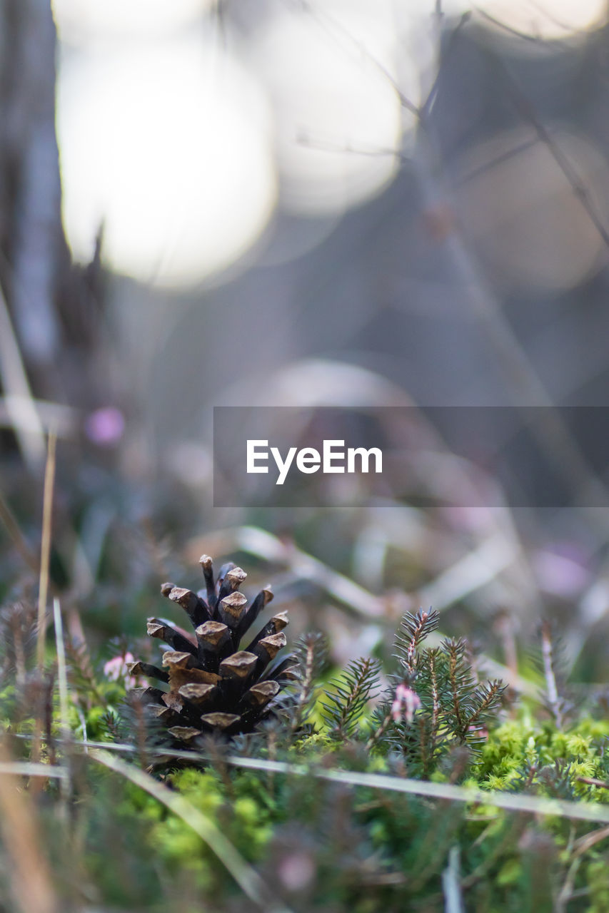 CLOSE-UP OF PINE CONE ON FIELD DURING AUTUMN