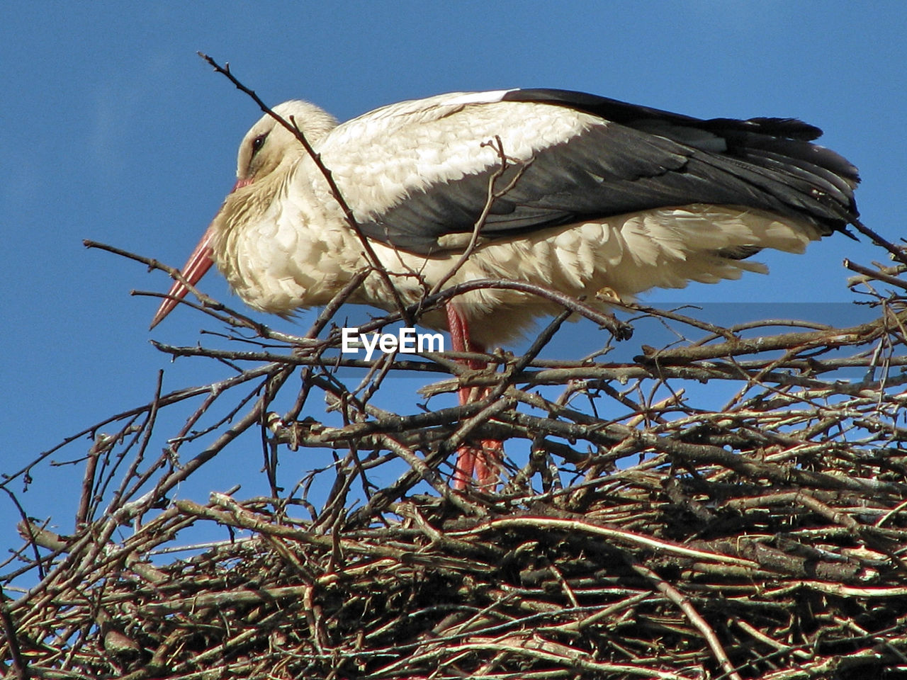 LOW ANGLE VIEW OF BIRD PERCHING ON BRANCH