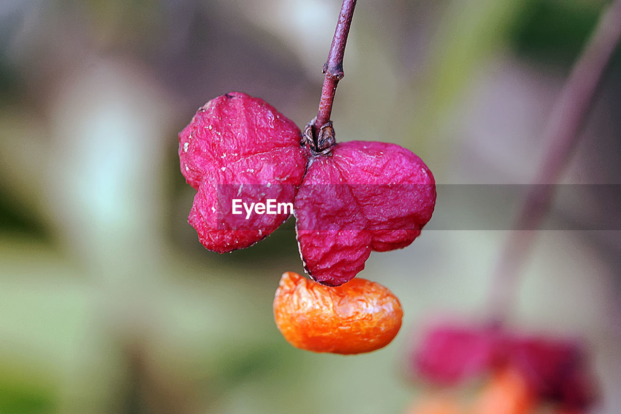 CLOSE-UP OF RED ROSE ON WATER DROPS ON PLANT