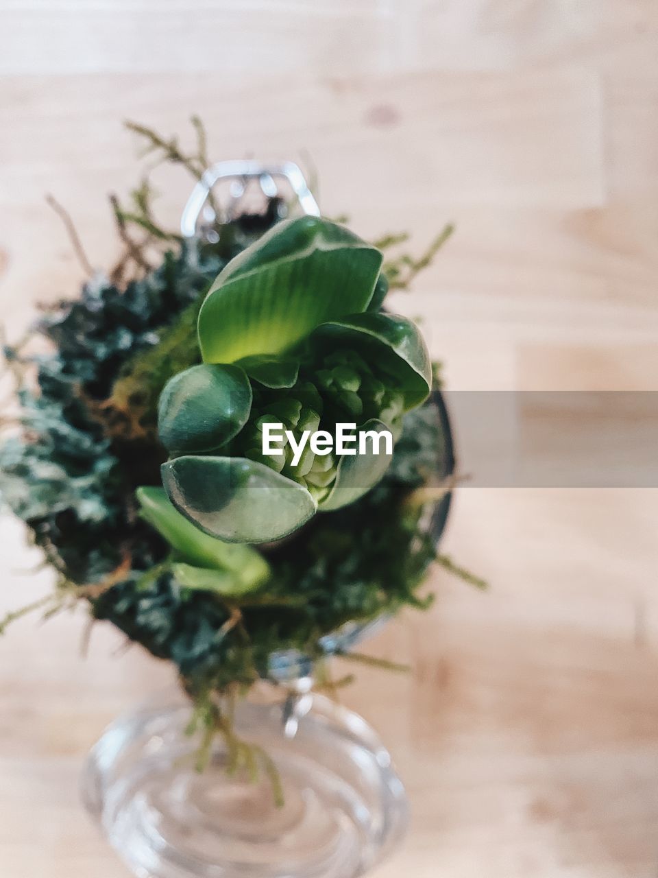 Close-up of green plant on table