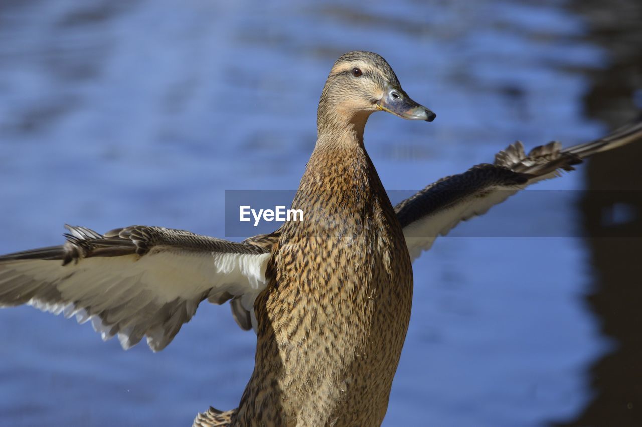 Close-up of bird flying over lake