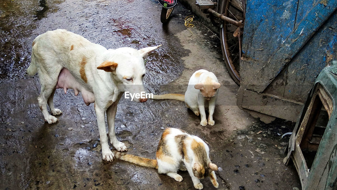 HIGH ANGLE VIEW OF TWO DOGS ON STREET