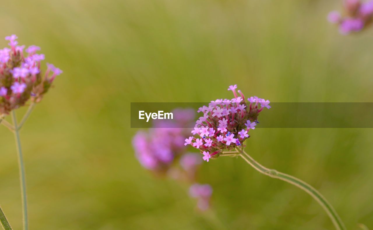 flower, flowering plant, plant, beauty in nature, freshness, nature, fragility, pink, close-up, blossom, macro photography, purple, flower head, wildflower, animal wildlife, focus on foreground, no people, summer, inflorescence, growth, outdoors, petal, environment, springtime, botany, selective focus, meadow, insect, animal themes, food, grass, animal, multi colored, field, day, food and drink, macro, land, tranquility, herb, plain, medicine, sunlight, lilac, plant stem, defocused, lavender, flower arrangement