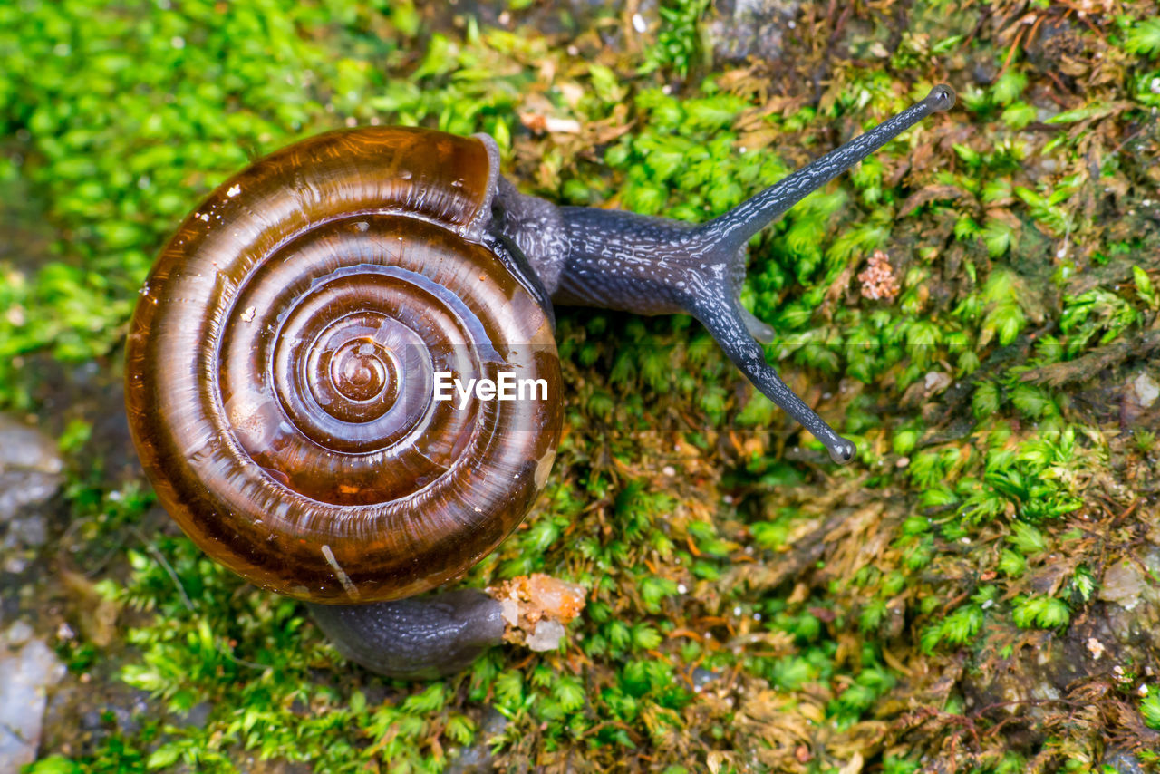 CLOSE-UP OF SNAIL ON DIRT