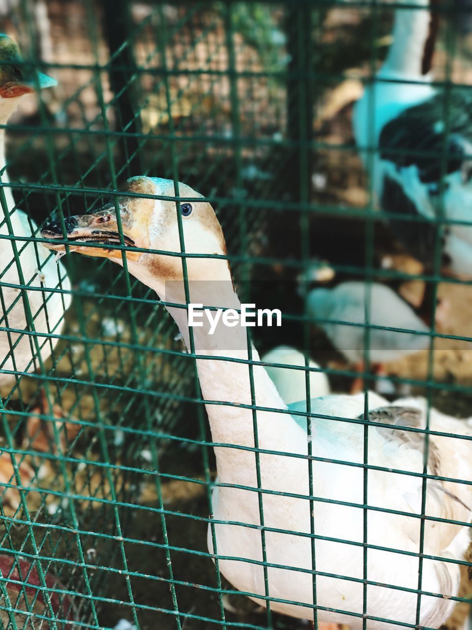 CLOSE-UP OF BIRD IN CAGE AT ZOO