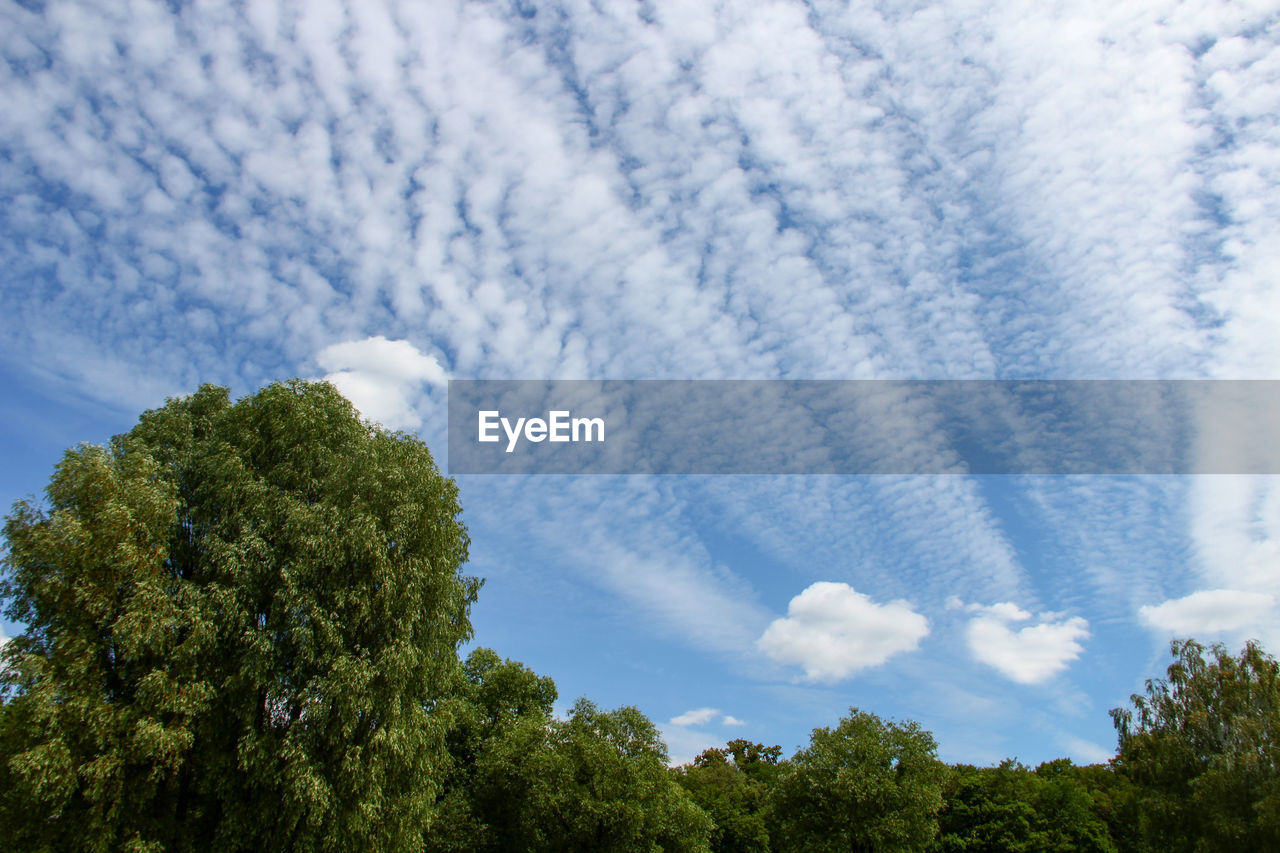 Low angle view of trees against sky