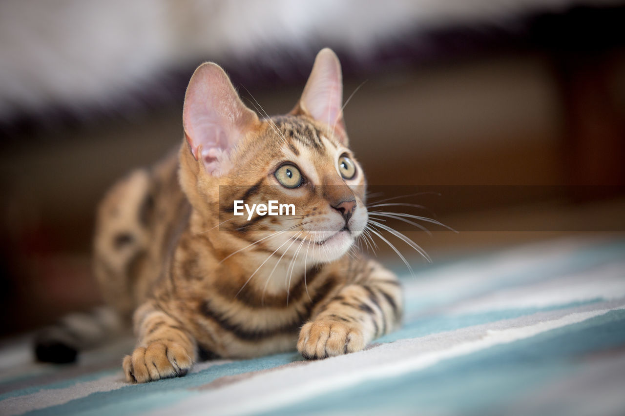 Close-up portrait of cat