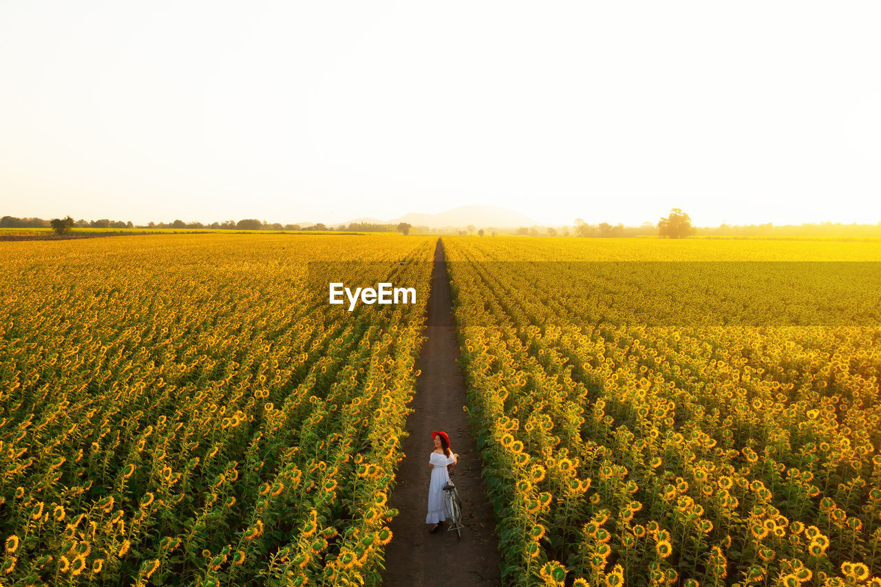 scenic view of field against clear sky