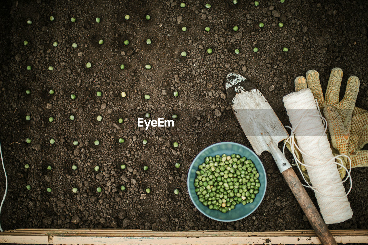 Planting seeds for their vegetable garden