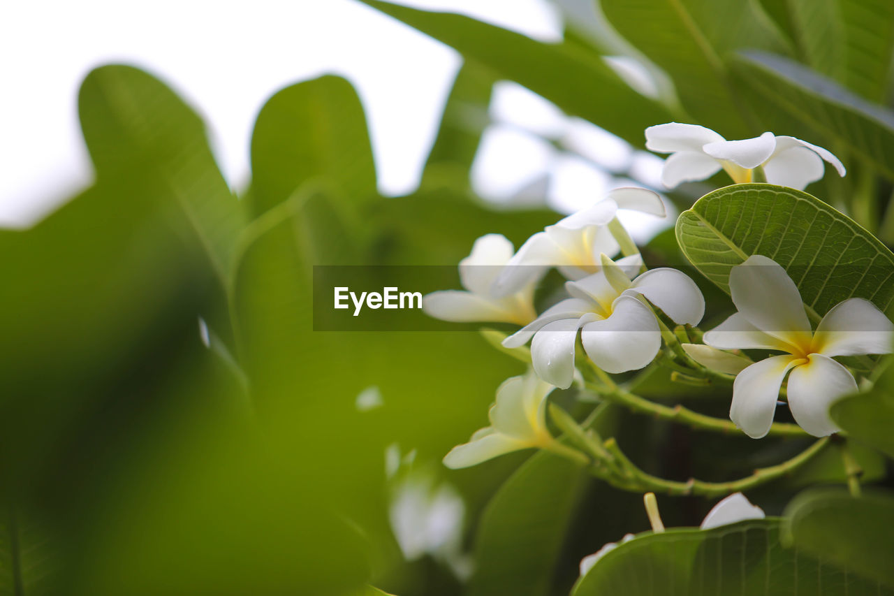 CLOSE-UP OF WHITE FLOWERING PLANT AGAINST BLURRED BACKGROUND