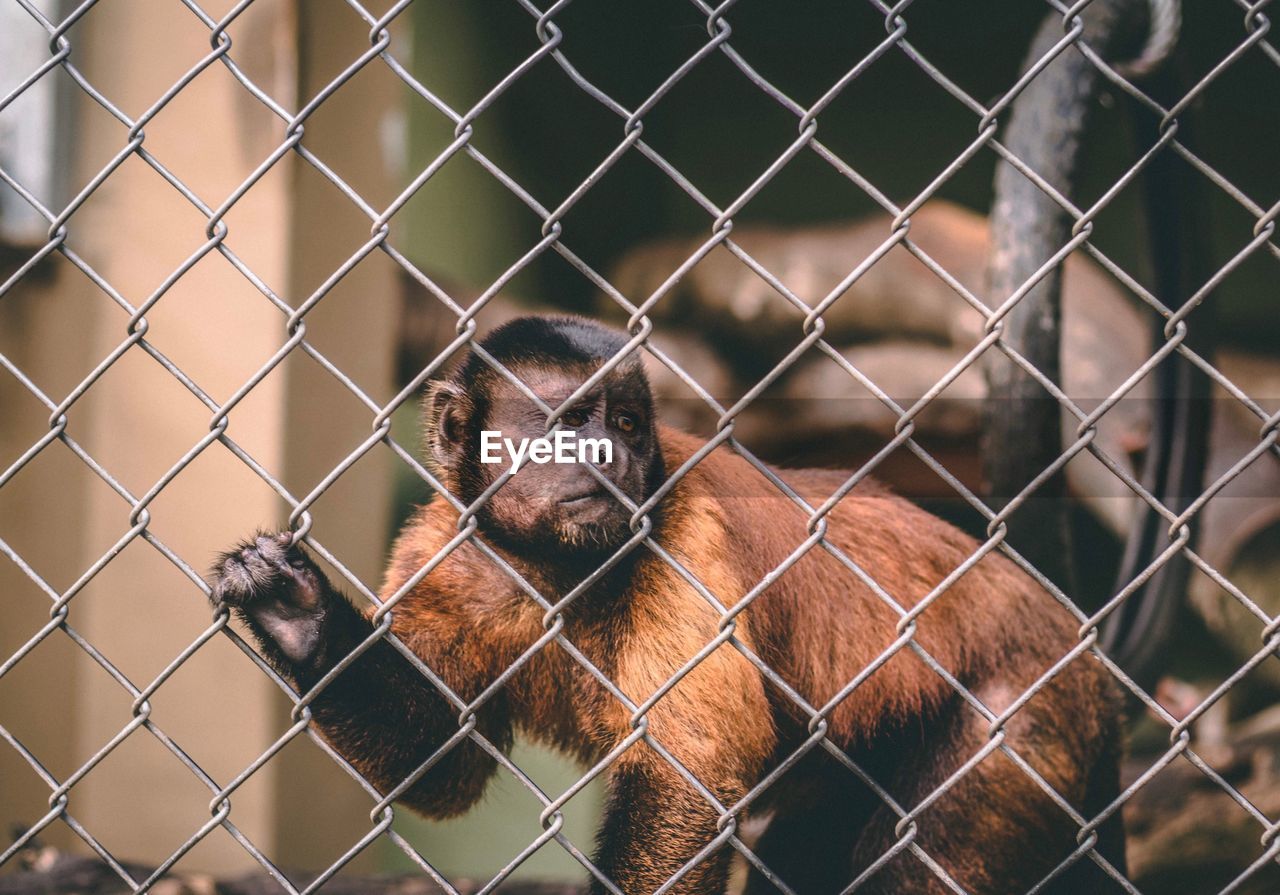 MONKEY IN CAGE SEEN THROUGH FENCE IN ZOO