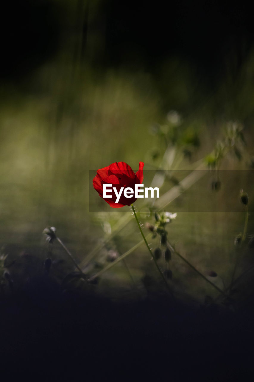 Close-up of red poppy flower