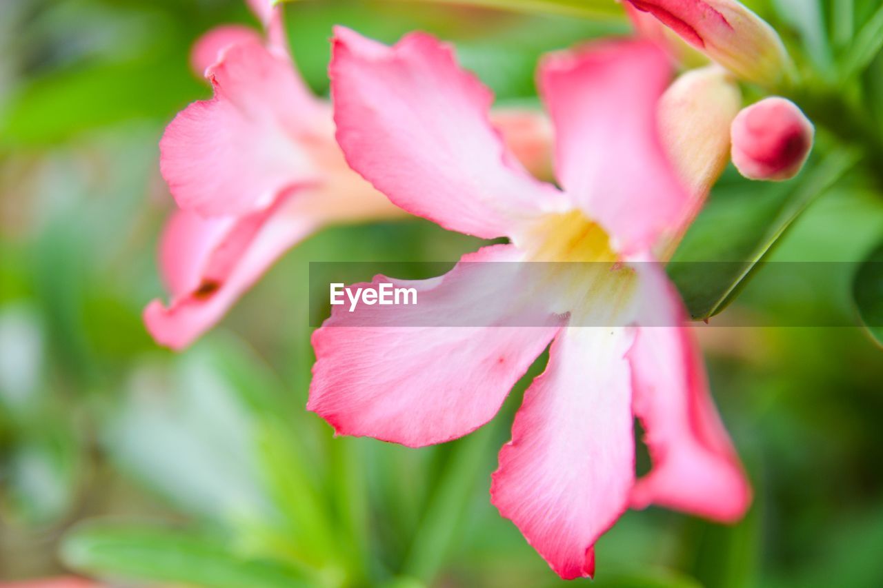 CLOSE-UP OF FRESH PINK FLOWER BLOOMING IN PLANT