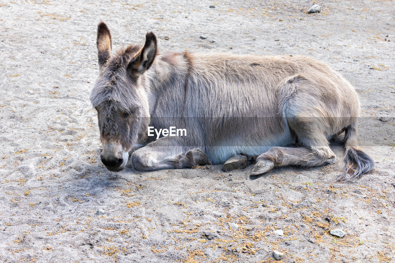 animal, animal themes, mammal, donkey, wildlife, domestic animals, one animal, mule, pet, animal wildlife, horse, no people, livestock, pack animal, land, nature, day, relaxation, outdoors, working animal, field, high angle view