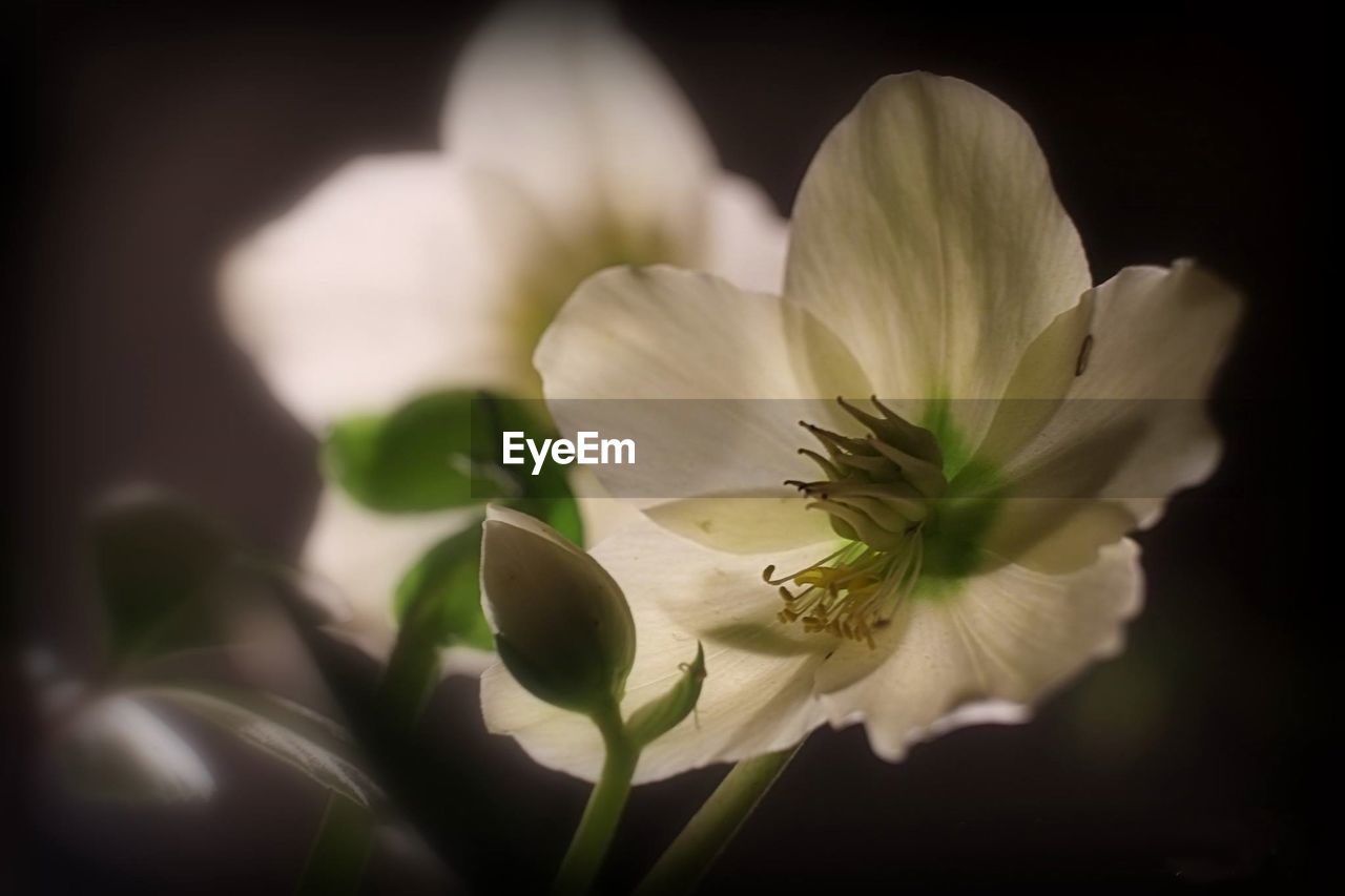 CLOSE-UP OF FRESH WHITE FLOWERS BLOOMING IN BLACK BACKGROUND